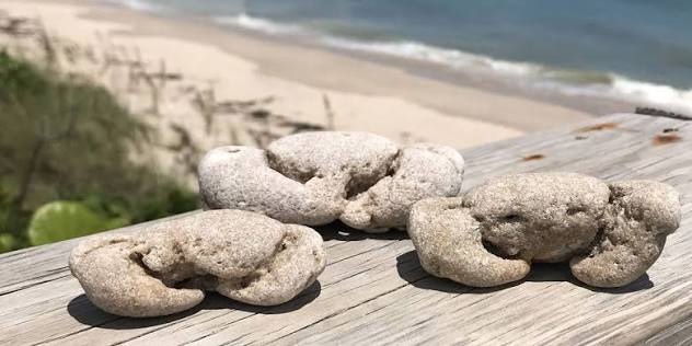 GhostCrabFossil