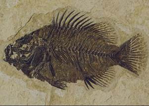 A fossil of a fish

Description automatically generated